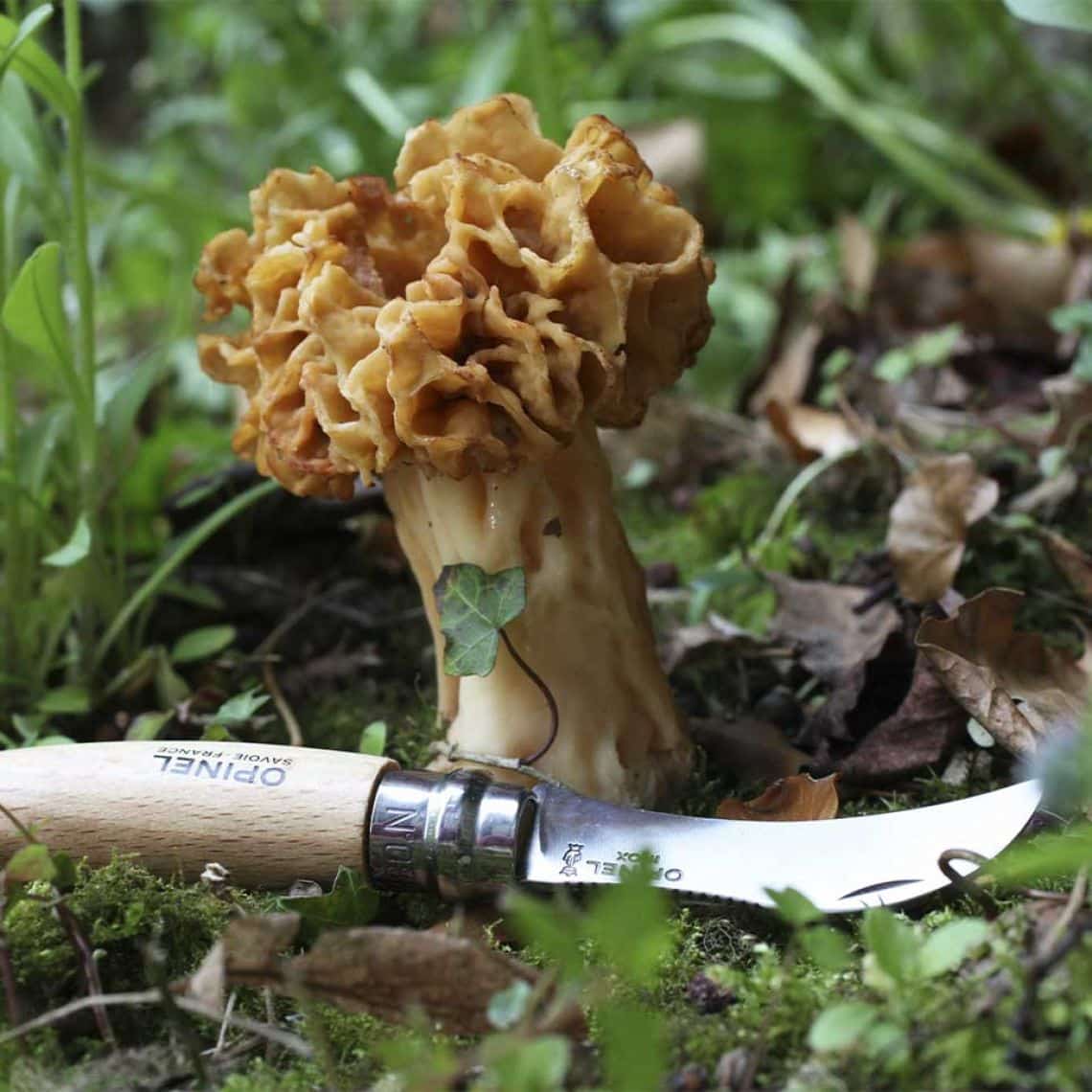 Couteau à champignon gravé avec cordon
